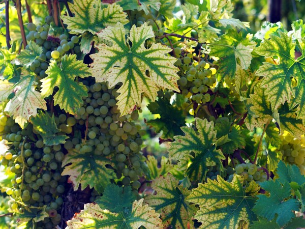 Moselromantikhotel am Panoramabogen